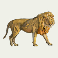 Lion Urban Heavy Tee | Teevron