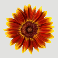 Little Becka Sunflower Classic Tee | Teevron