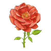 all a twitter rose | Teevron