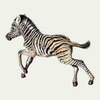 Baby Zebra Urban Heavy Tee | Teevron