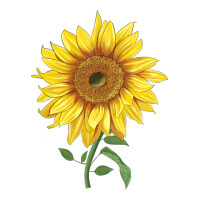 bambino sunflower | Teevron