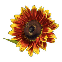 ring o fine sunflower | Teevron