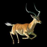 Impala Antelope Illustrations Urban Heavy Tee | Teevron