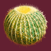 Golden Barrel Cactus Classic Tee | Teevron