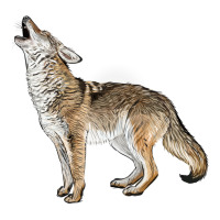 Howling Coyote | Teevron