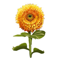 gummy bear sunflower | Teevron