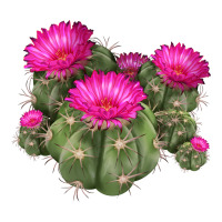 eagle claws cacti | Teevron