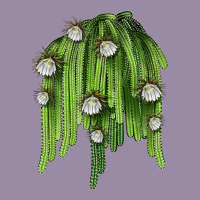 Selenicereus Cactus Classic Tee | Teevron