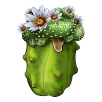 blossfeldia cacti | Teevron