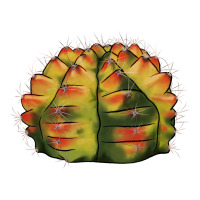 Gymnocalycium Variegated Cactus | Teevron