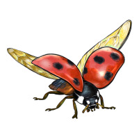Ladybug Flying | Teevron
