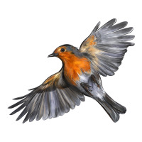 Flying American Robin | Teevron