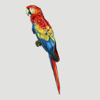Scarlet Macaw Parrot Classic Tee | Teevron