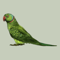 Ring Necked Parakeet Classic Tee | Teevron
