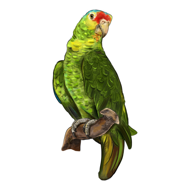 New Zealand Paraket Parrot Classic Tee by LillyAllenDesigns | Teevron