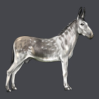Andalusian Donkey Classic Tee | Teevron