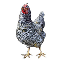 Dominique Chicken | Teevron