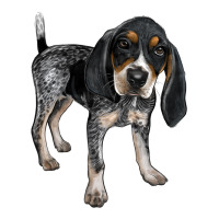 bluetick coonhound | Teevron