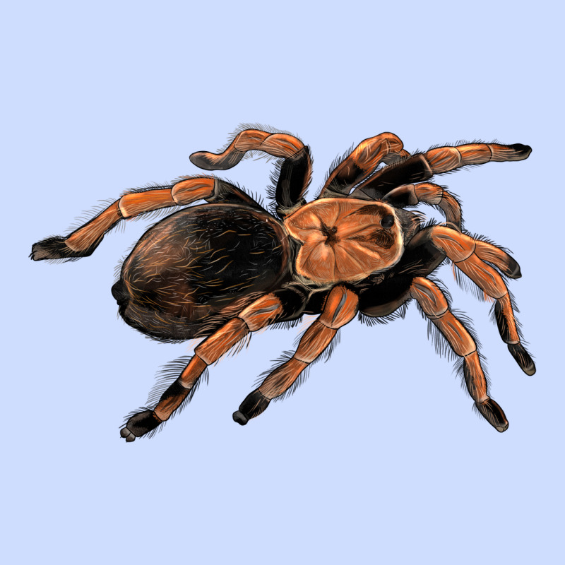 Mexican Red Knee Tarantula Urban Heavy Tee by LillyAllenDesigns | Teevron
