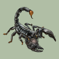 Scorpion Urban Heavy Tee | Teevron