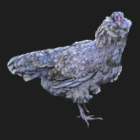 Ameraucana Chicken Classic Tee | Teevron