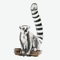 Ringtail Cat Urban Heavy Tee | Teevron