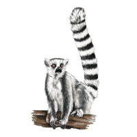 Ringtail Cat | Teevron