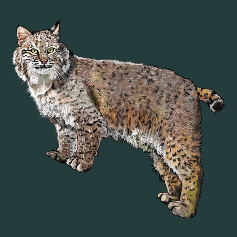 Bobcat Classic Tee by LillyAllenDesigns | Teevron