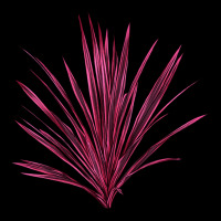 Pink Cordyline Heavyweight Sweatshirt | Teevron