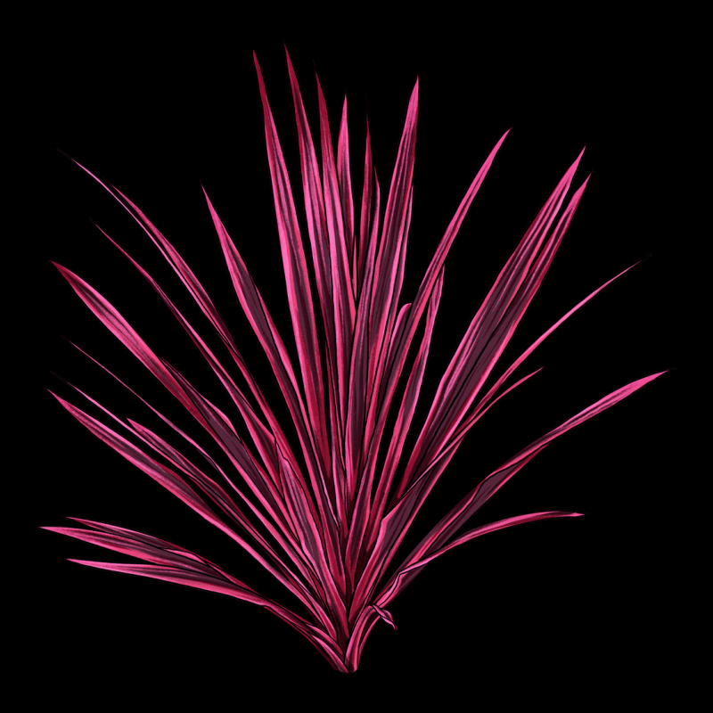 Pink Cordyline Heavyweight Sweatshirt by LillyAllenDesigns | Teevron