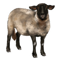 suffolk ewe | Teevron