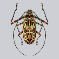 Acrocinus Beetle Illustrations Heavyweight Sweatshirt | Teevron
