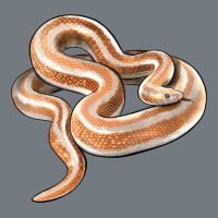 Rosy Boa Snake Illustrations Heavyweight Sweatshirt | Teevron
