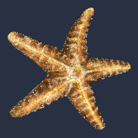 Starfish Heavyweight Sweatshirt | Teevron