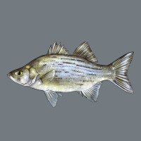 White Bass Fish Illustrations Heavyweight Sweatshirt | Teevron