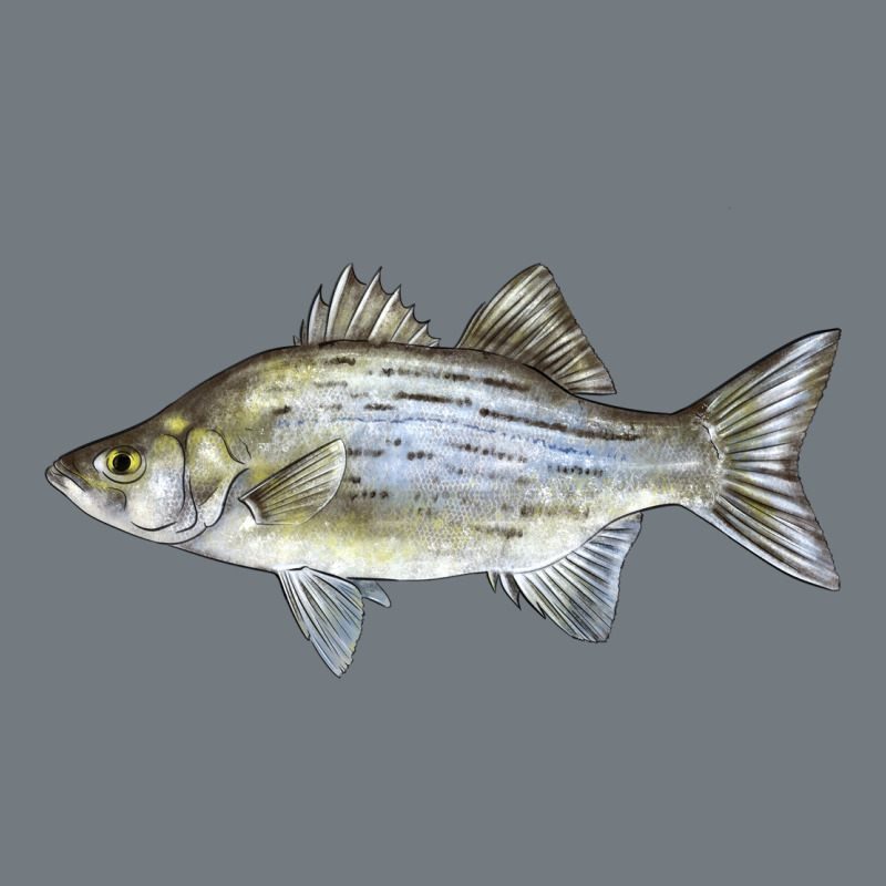 White Bass Fish Illustrations Heavyweight Sweatshirt by LillyAllenDesigns | Teevron