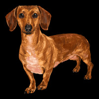 Dachshund Heavy Core Tee | Teevron