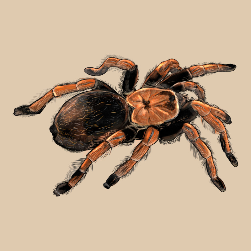Mexican Red Knee Tarantula Heavyweight Sweatshirt by LillyAllenDesigns | Teevron