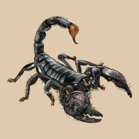 Scorpion Heavyweight Sweatshirt | Teevron