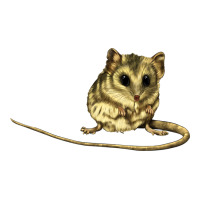 Dunnart | Teevron