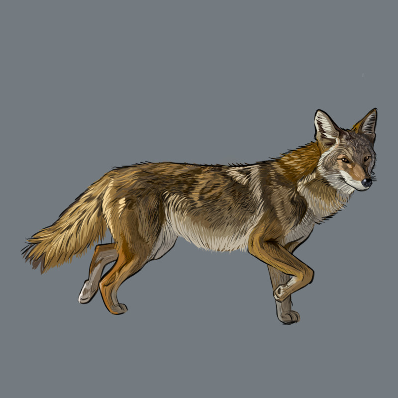 Coyote Heavyweight Sweatshirt by LillyAllenDesigns | Teevron