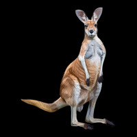 Kangaroo Heavyweight Sweatshirt | Teevron