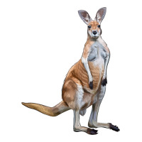 kangaroo | Teevron