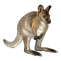 Hand Drawn Wallaby Animal | Teevron