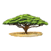 acacia tree | Teevron