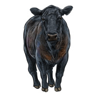black angus cattle | Teevron