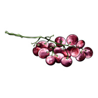red grape | Teevron
