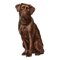 labrador retriever | Teevron