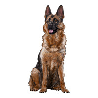 german shepherd | Teevron