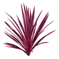 Pink Cordyline | Teevron